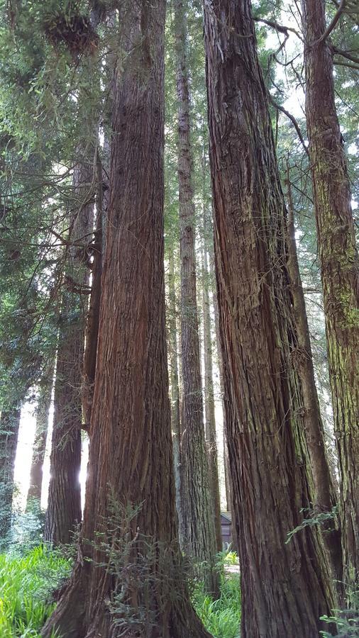 Lodge Emerald Forest *
